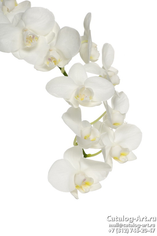 White orchids 40